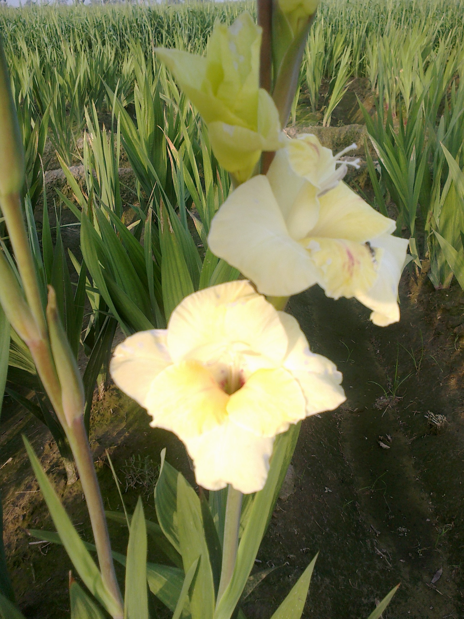 Gladiolus