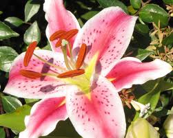 Lily
