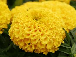 Marigold