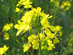 Mustard