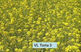 Toria