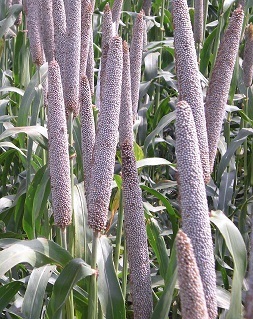 bajra