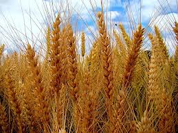 barley