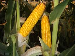 maize