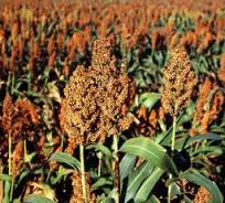 sorghum