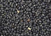 urad