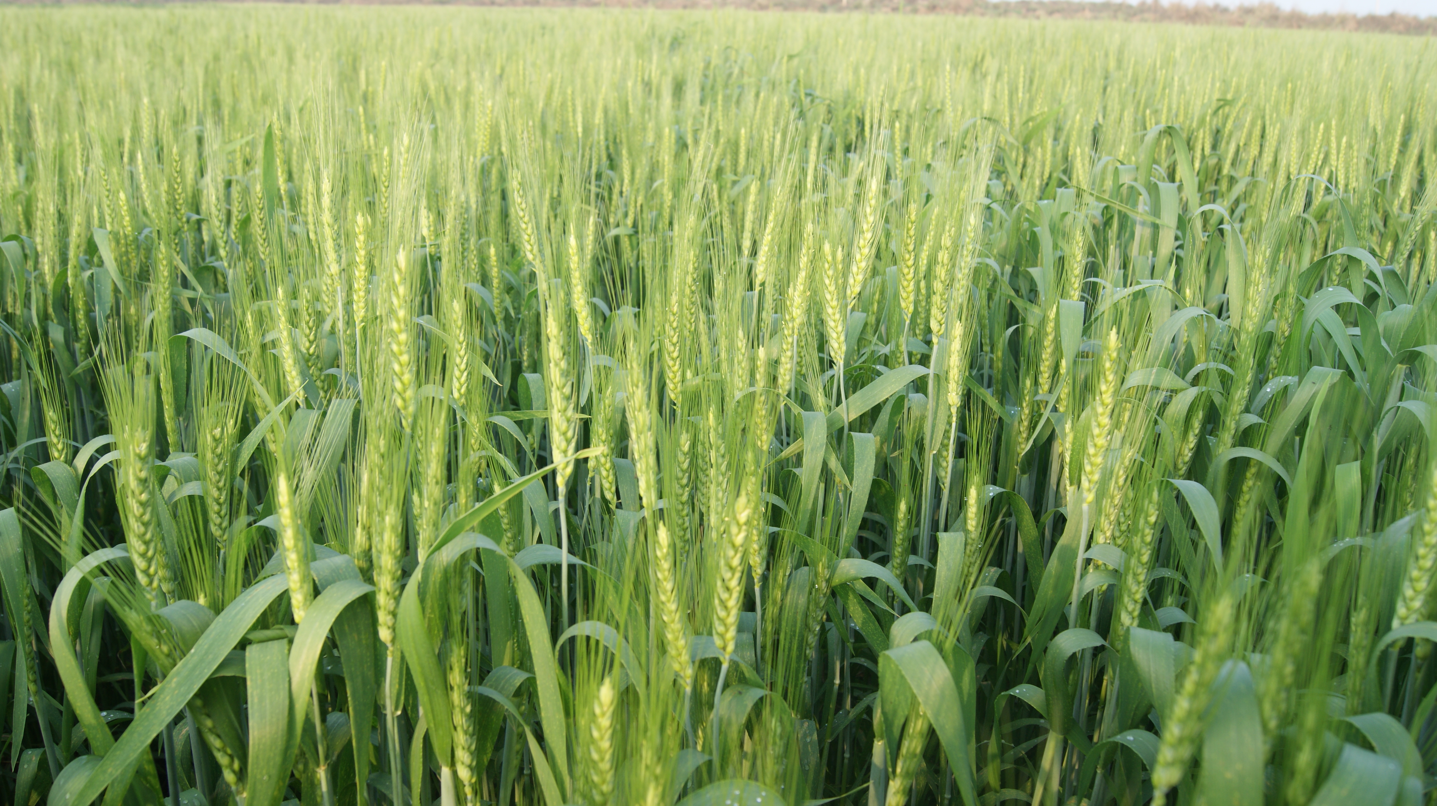 wheat
